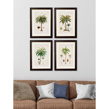 Load image into Gallery viewer, c.1843 Studies of South American Palm Trees Framed Print
