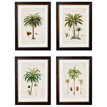 Load image into Gallery viewer, c.1843 Studies of South American Palm Trees Framed Print
