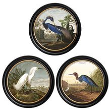 Load image into Gallery viewer, c.1838 Audubon&#39;s Herons in Round Framed Print
