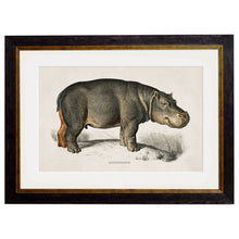 Load image into Gallery viewer, c.1846 Rhino &amp; Hippo Framed Print
