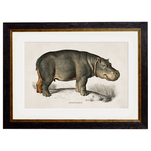 c.1846 Rhino & Hippo Framed Print