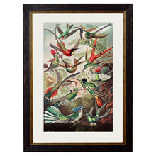 Load image into Gallery viewer, c.1904 Haeckel Hummingbirds Framed Print
