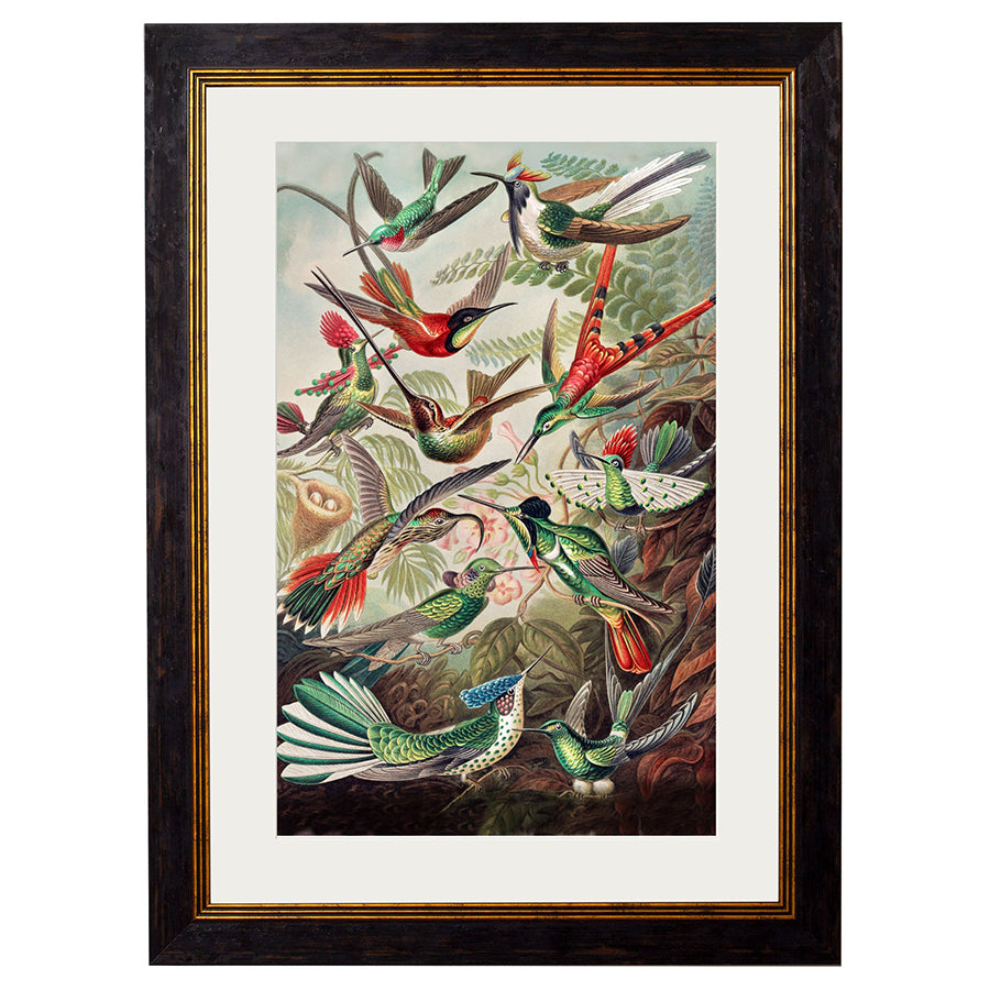 c.1904 Haeckel Hummingbirds Framed Print