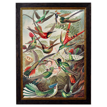 Load image into Gallery viewer, c.1904 Haeckel Hummingbirds Framed Print
