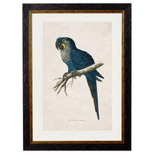 Load image into Gallery viewer, c.1884 Macaws Framed Print
