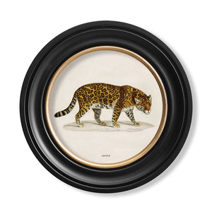 c.1836 Jaguar - Round Framed Print