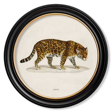 Load image into Gallery viewer, c.1836 Jaguar - Round Framed Print
