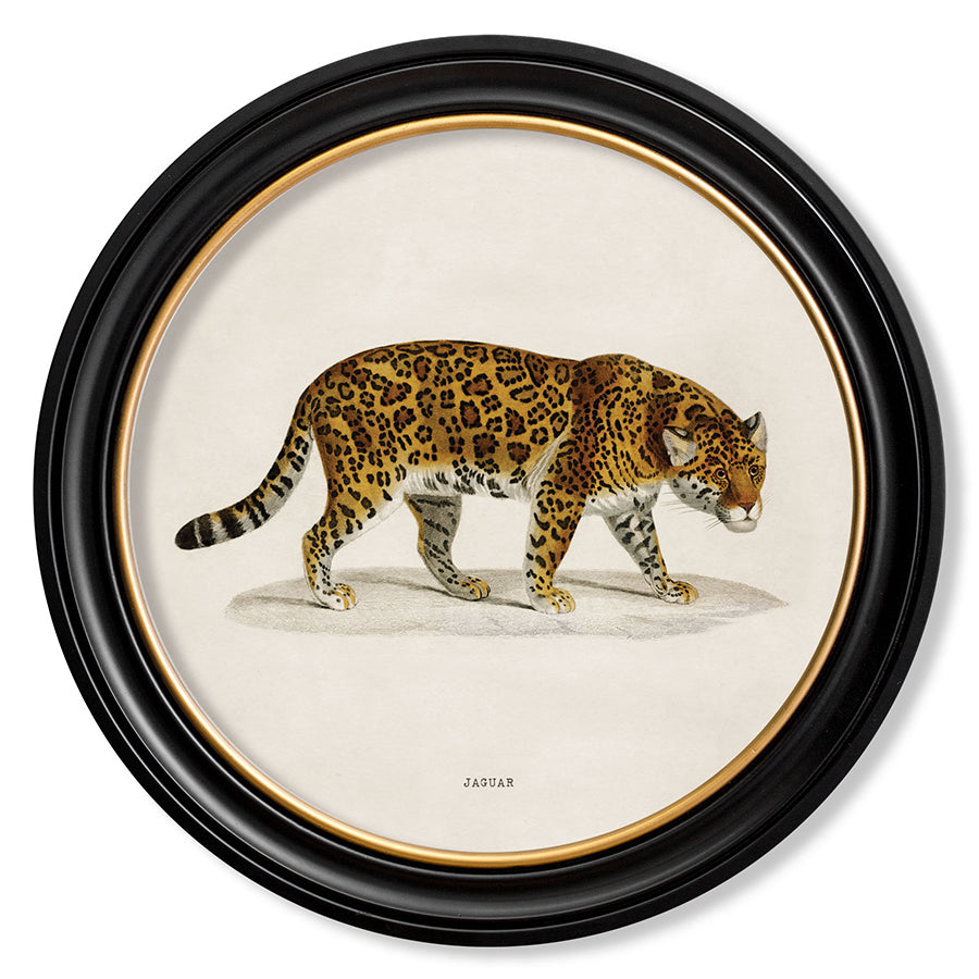 c.1836 Jaguar - Round Framed Print