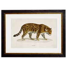 Load image into Gallery viewer, c.1836 Jaguar Framed Print
