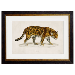 c.1836 Jaguar Framed Print