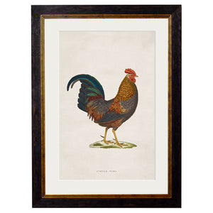 c.1838 Junglefowl Framed Print