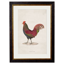 Load image into Gallery viewer, c.1838 Junglefowl Framed Print
