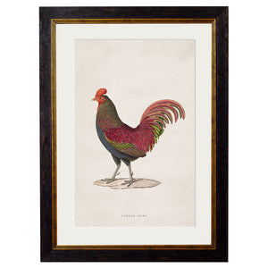 c.1838 Junglefowl Framed Print