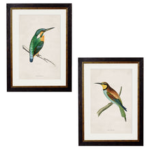 Load image into Gallery viewer, c.1870 Kingfisher &amp; Bee Eater Framed Print
