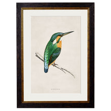 Load image into Gallery viewer, c.1870 Kingfisher &amp; Bee Eater Framed Print
