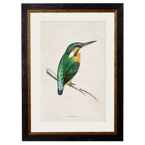 c.1870 Kingfisher & Bee Eater Framed Print