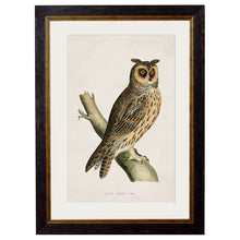 Load image into Gallery viewer, c.1870 British Owls Framed Print
