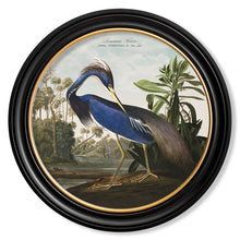 Load image into Gallery viewer, c.1838 Audubon&#39;s Herons in Round Framed Print
