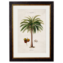 Load image into Gallery viewer, c.1843 Studies of South American Palm Trees Framed Print
