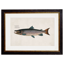 Load image into Gallery viewer, c.1785 Studies of Salmon Framed Print
