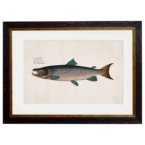 c.1785 Studies of Salmon Framed Print