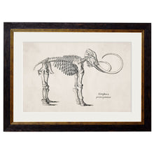 Load image into Gallery viewer, c.1870 Anatomical Skeletons Framed Print
