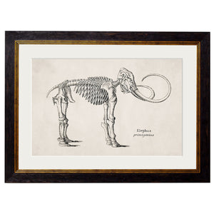 c.1870 Anatomical Skeletons Framed Print