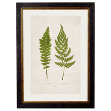 Load image into Gallery viewer, c.1864 Collection of British Ferns Framed Print
