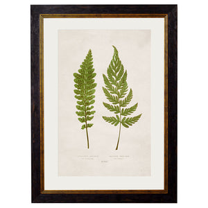 c.1864 Collection of British Ferns Framed Print