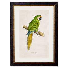 Load image into Gallery viewer, c.1884 Macaws Framed Print
