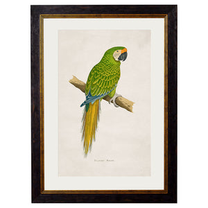 c.1884 Macaws Framed Print