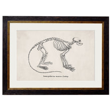 Load image into Gallery viewer, c.1870 Anatomical Skeletons Framed Print
