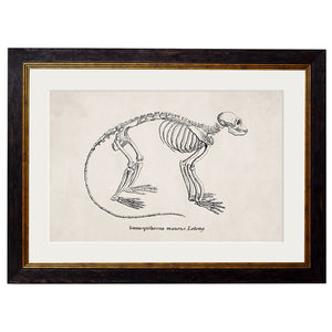 c.1870 Anatomical Skeletons Framed Print