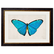 Load image into Gallery viewer, c.1836 Tropical Butterflies Framed Print
