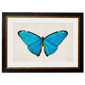 c.1836 Tropical Butterflies Framed Print