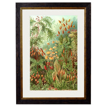 Load image into Gallery viewer, c.1904 Haeckel Flora Framed Print
