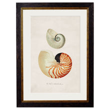 Load image into Gallery viewer, c.1848 Studies of Shells Framed Print
