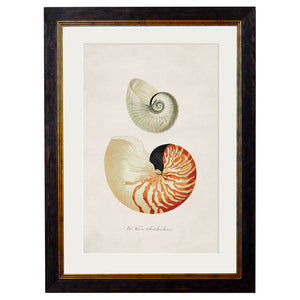 c.1848 Studies of Shells Framed Print