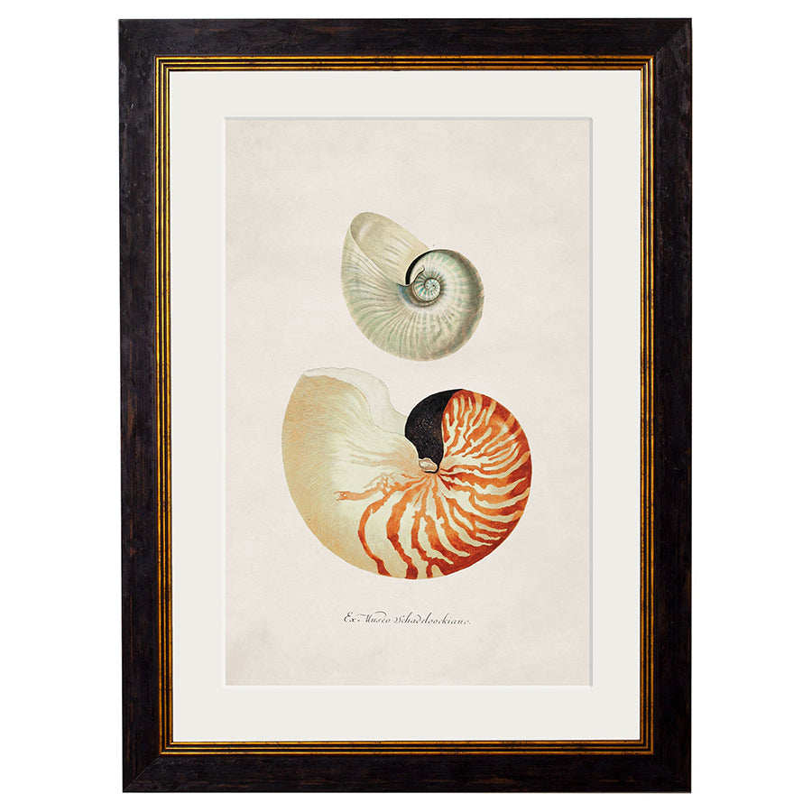 c.1848 Studies of Shells Framed Print