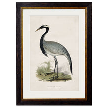 Load image into Gallery viewer, c.1850&#39;s British Wading Birds Framed Print
