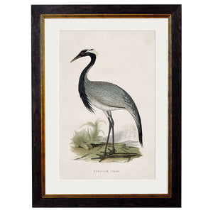 c.1850's British Wading Birds Framed Print