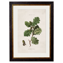 Load image into Gallery viewer, c.1819 Study of British Leaves and Pinecones Framed Print
