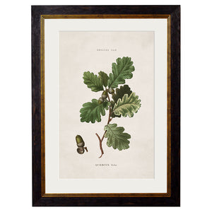 c.1819 Study of British Leaves and Pinecones Framed Print