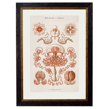 Load image into Gallery viewer, c.1904 Haeckel Marine Animals Framed Print
