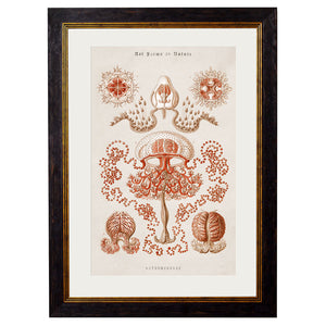 c.1904 Haeckel Marine Animals Framed Print