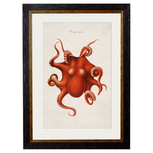 Load image into Gallery viewer, c.1876 Collection of Marine Animals Framed Print
