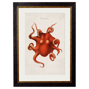 c.1876 Collection of Marine Animals Framed Print