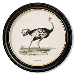 c.1846 Ostrich - Round Framed Print