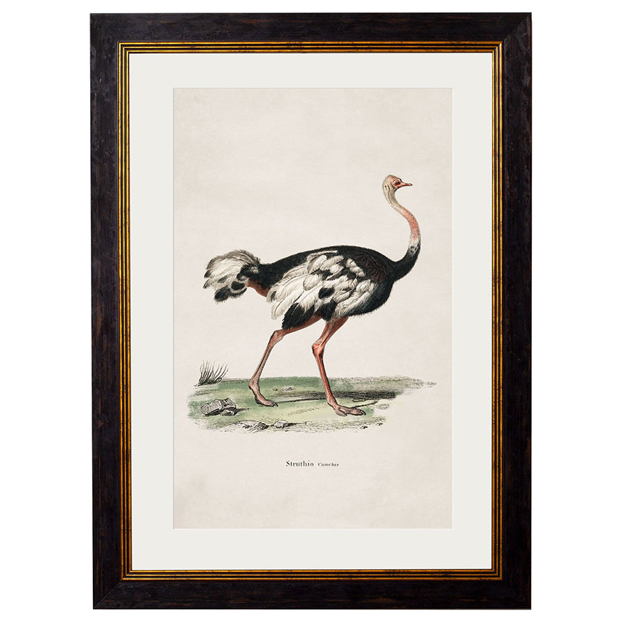 c.1846 Ostrich Framed Print
