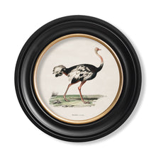 Load image into Gallery viewer, c.1846 Ostrich - Round Framed Print
